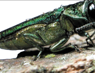 a green emerald ash borer beetle sits on a tree